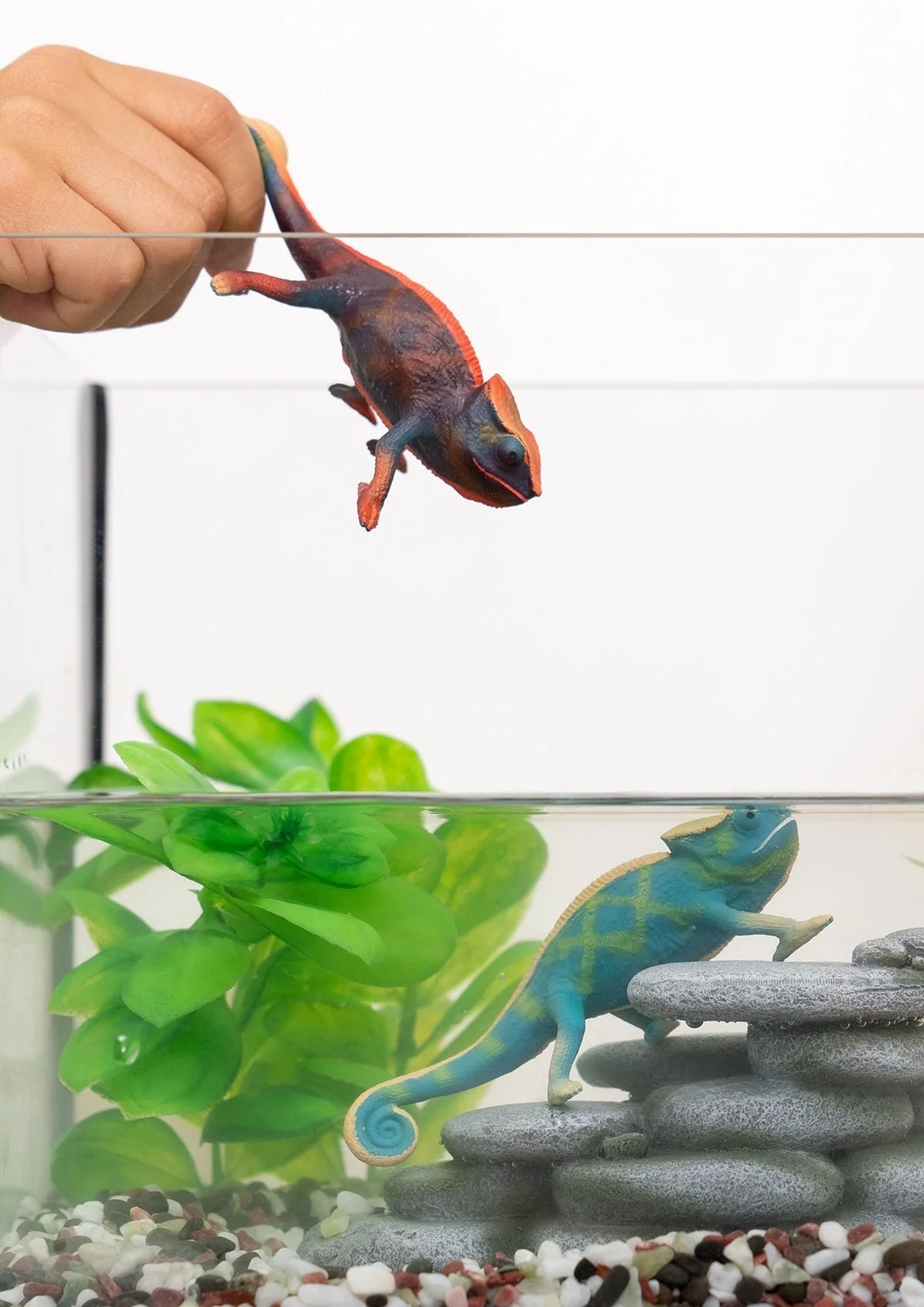 Caméléon - Image 3