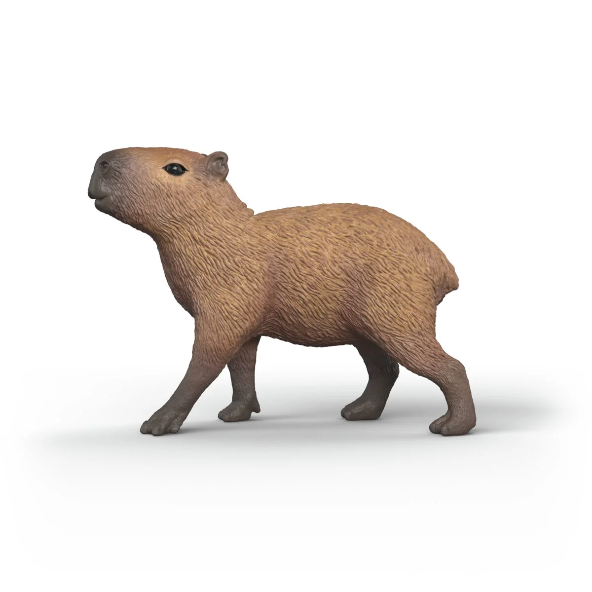 Capybara - Image 4