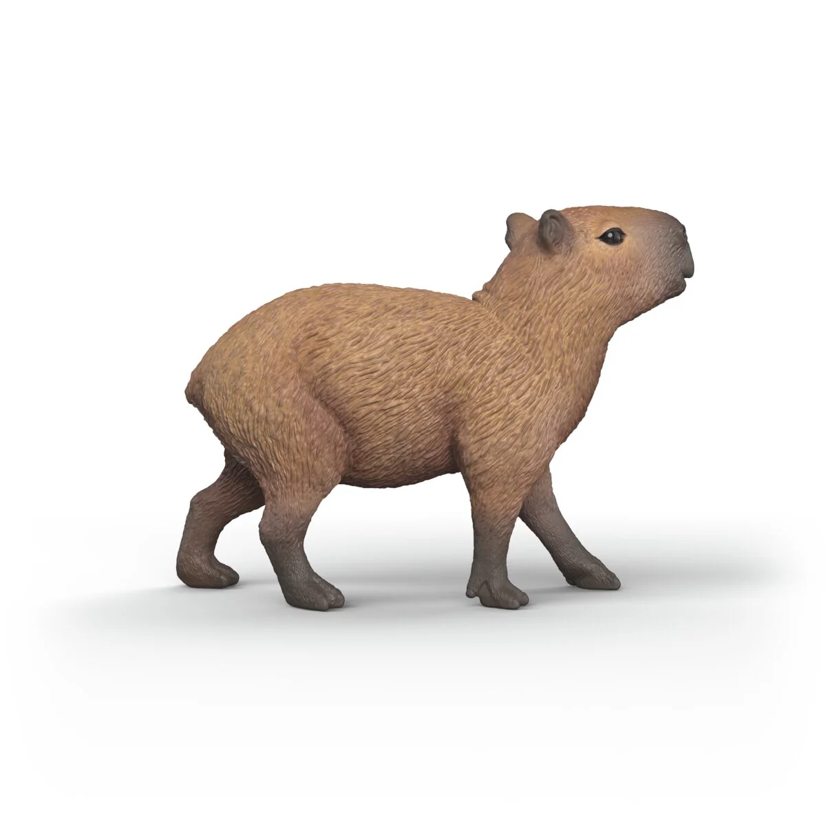 Capybara - Image 5