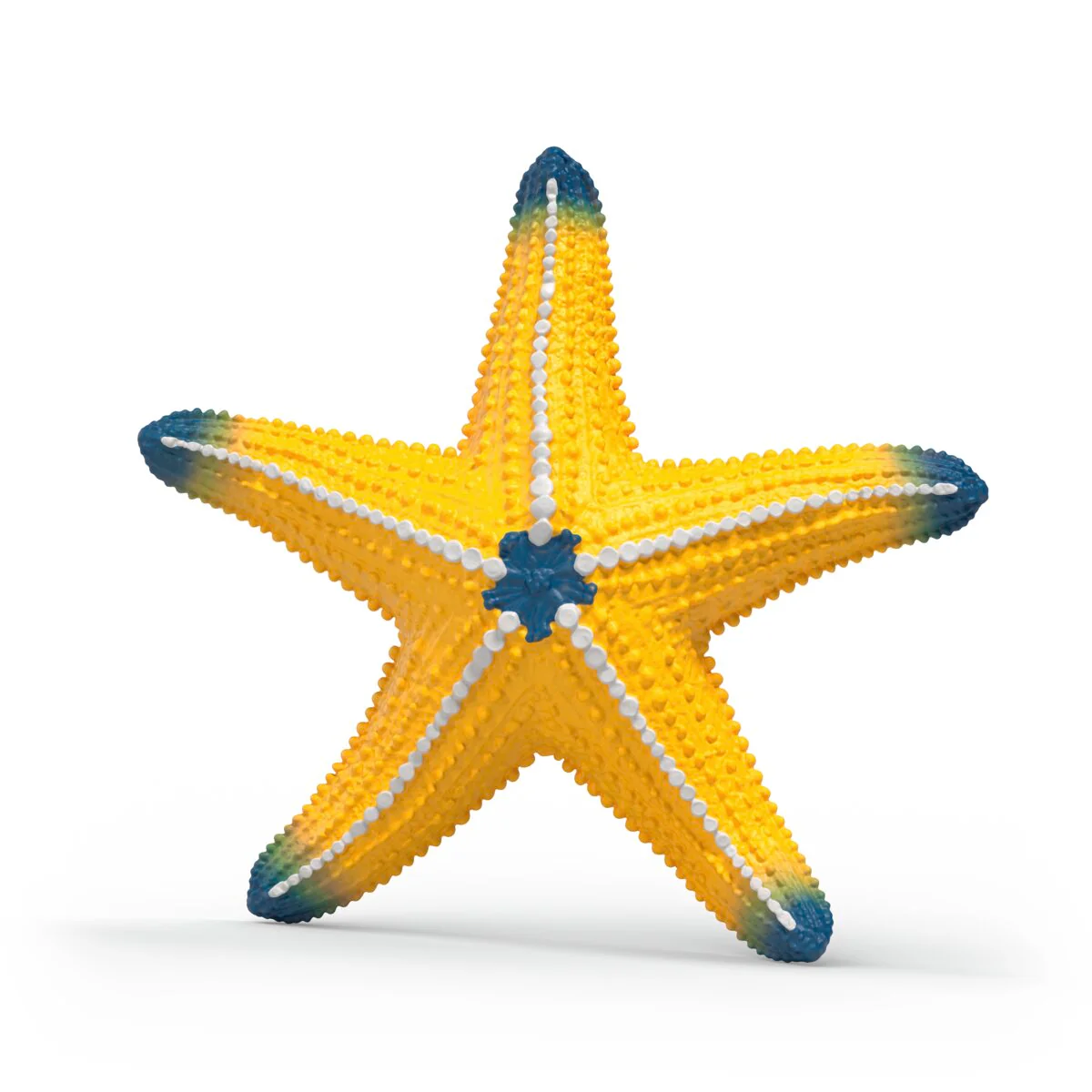 Étoile de mer changeant de couleur - Image 3