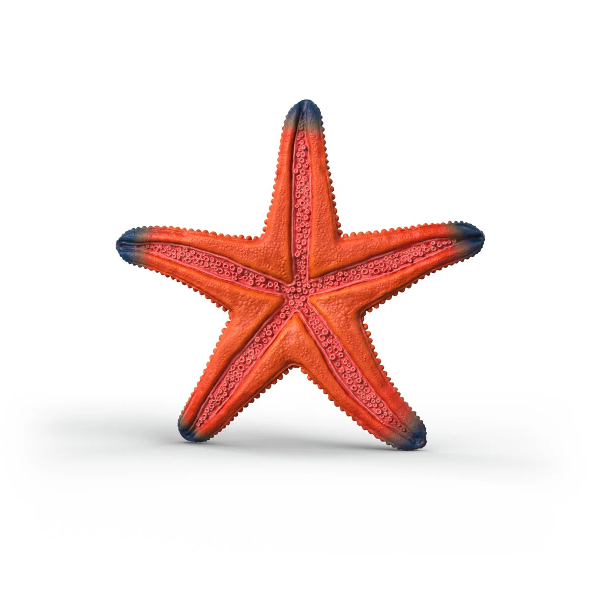 Étoile de mer changeant de couleur - Image 6