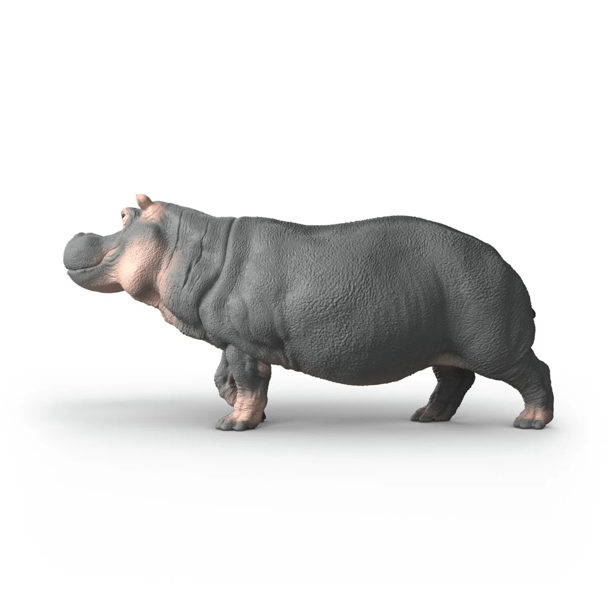 Hippopotame - Image 3