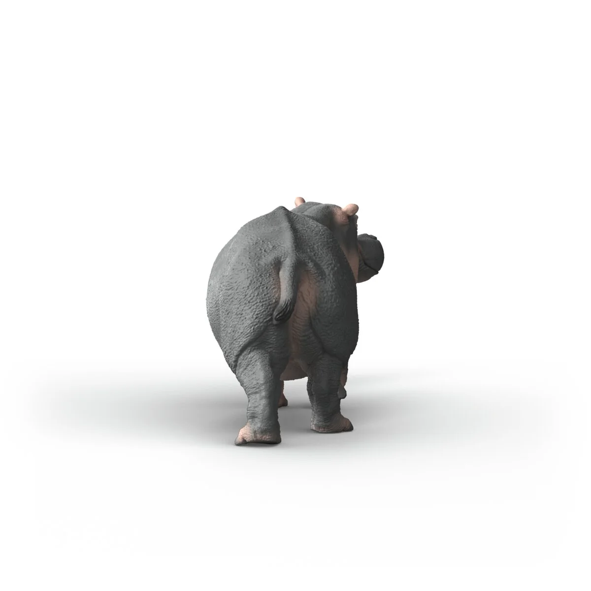 Hippopotame - Image 4