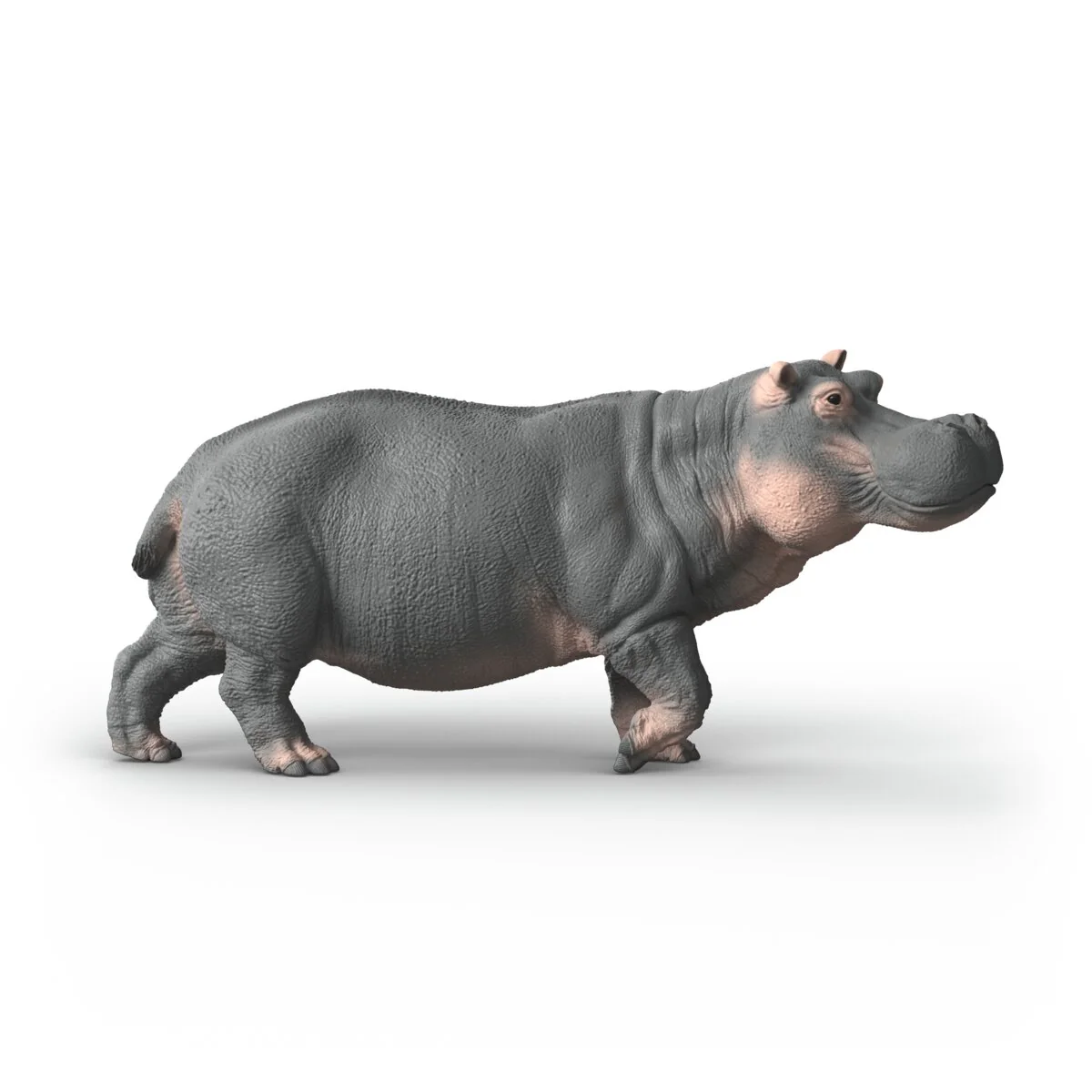 Hippopotame - Image 5