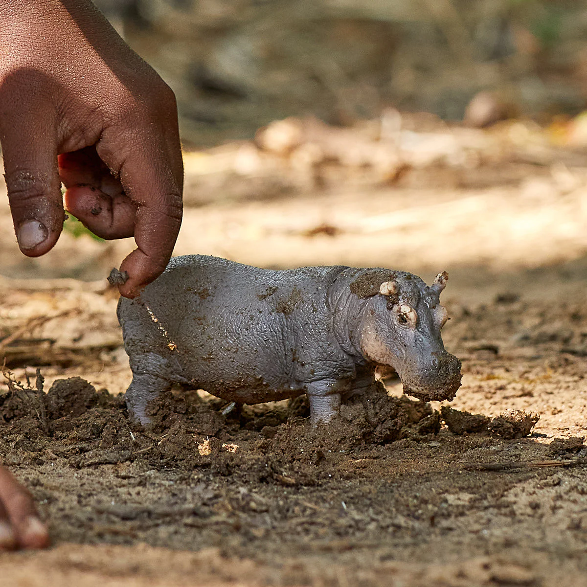 Hippopotame (bundle) - Image 2