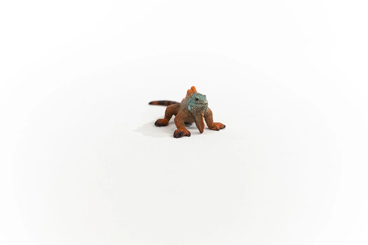 Iguane - Image 2