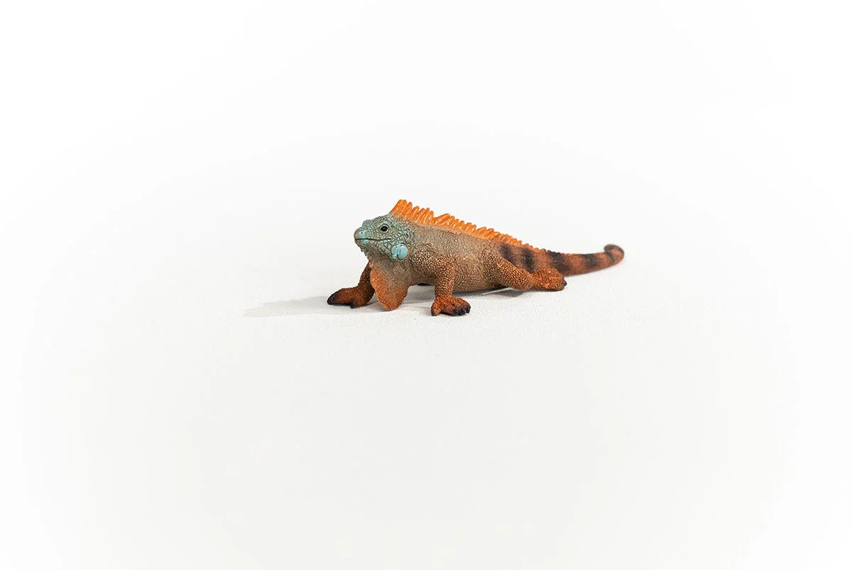 Iguane - Image 3