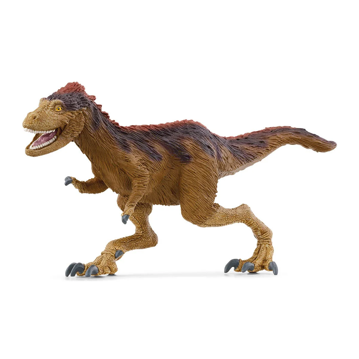 Moros intrepidus