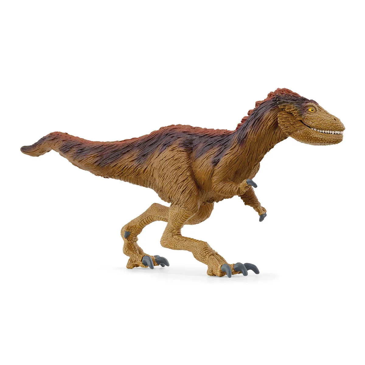 Moros intrepidus - Image 2