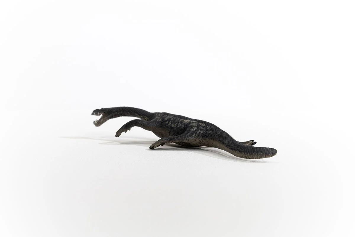Nothosaurus - Image 2