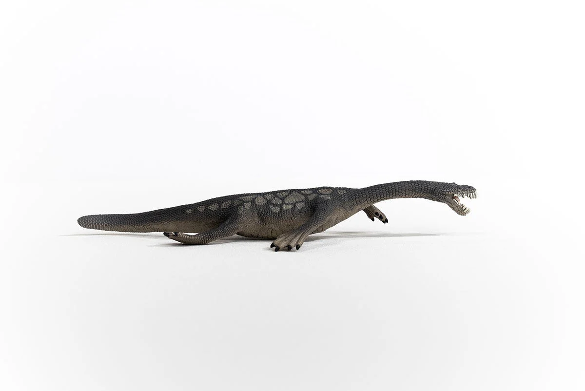 Nothosaurus - Image 3