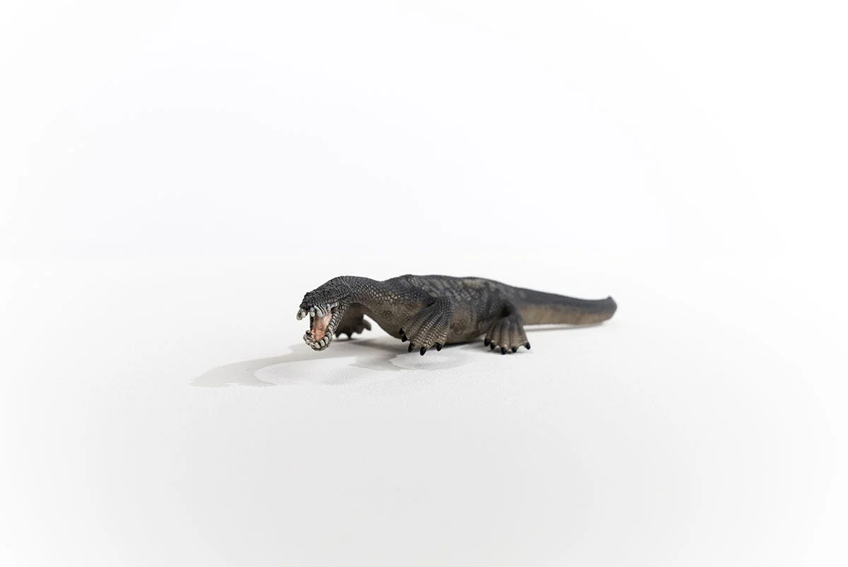 Nothosaurus - Image 5
