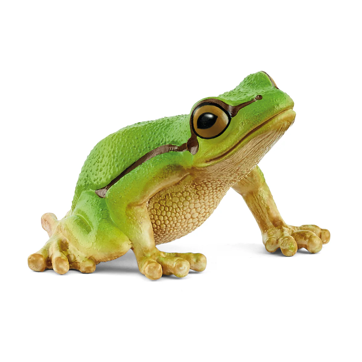 Rainette Verte