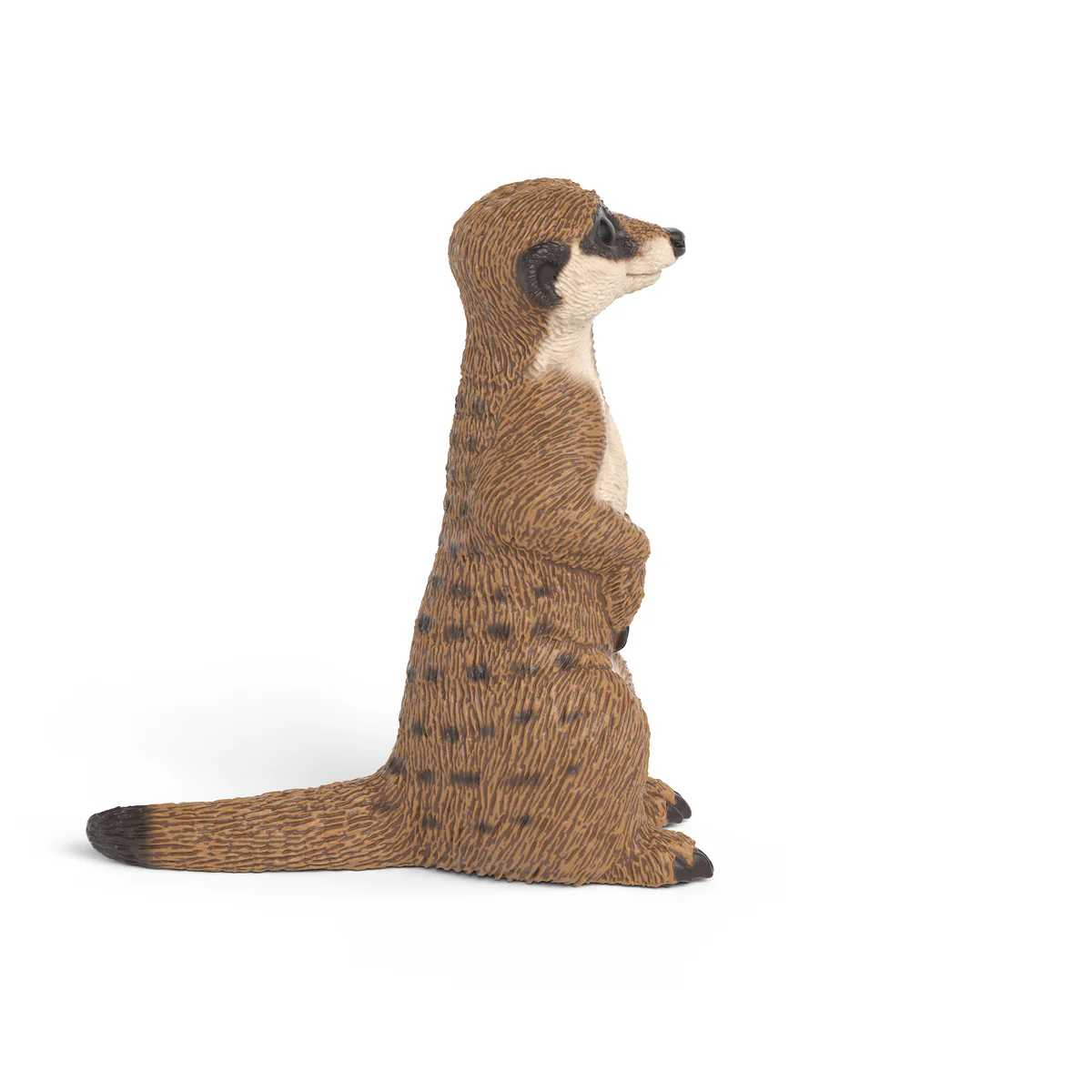 Suricate - Image 3